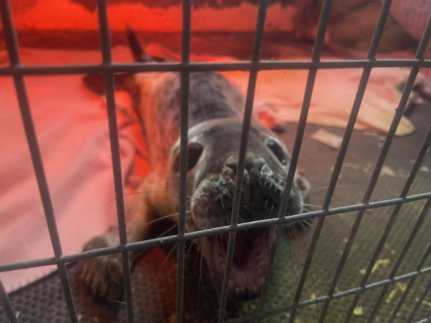 roar-grey-seal-pup-gspca-guernsey.jpg