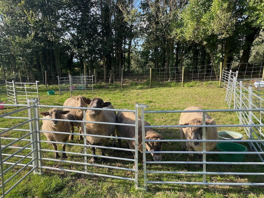 sheep-home-to-home-rehoming-gspca-guernsey.jpg