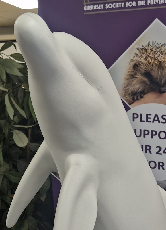 ALT_Dolphin_close_up_GSPCA.png