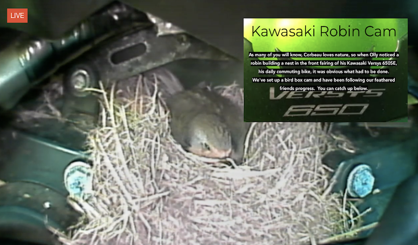 WATCH: Robin cam goes live