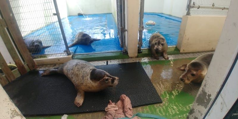 WATCH: Six GSPCA seal pups 