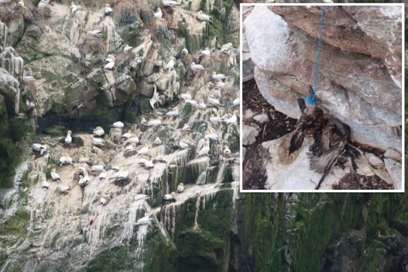 Plastic shock after gannets' death