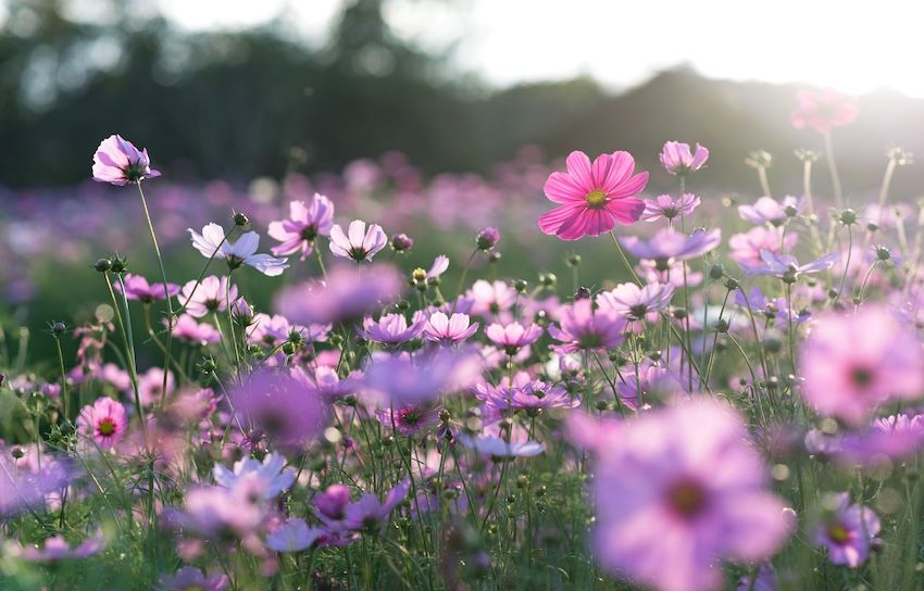 Green fingers recognised at annual awards