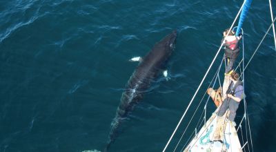 New laser technology to help research into whales and dolphins