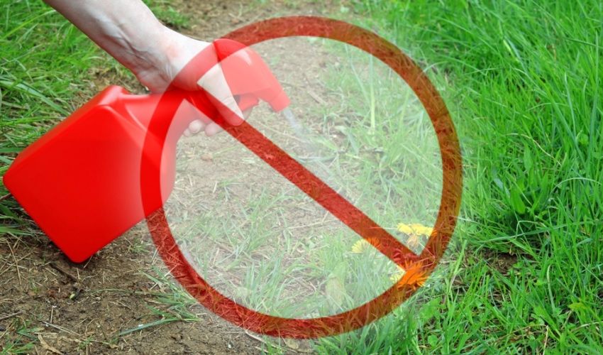 Islanders asked to drip-feed dropping off weedkiller for disposal