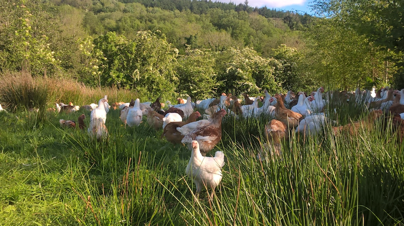 Waitrose pledges eggcellent chicken welfare standards