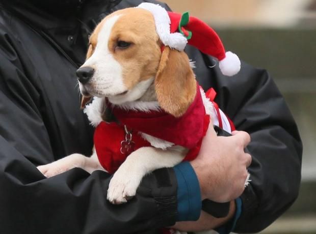 Keeping your pets safe this Christmas