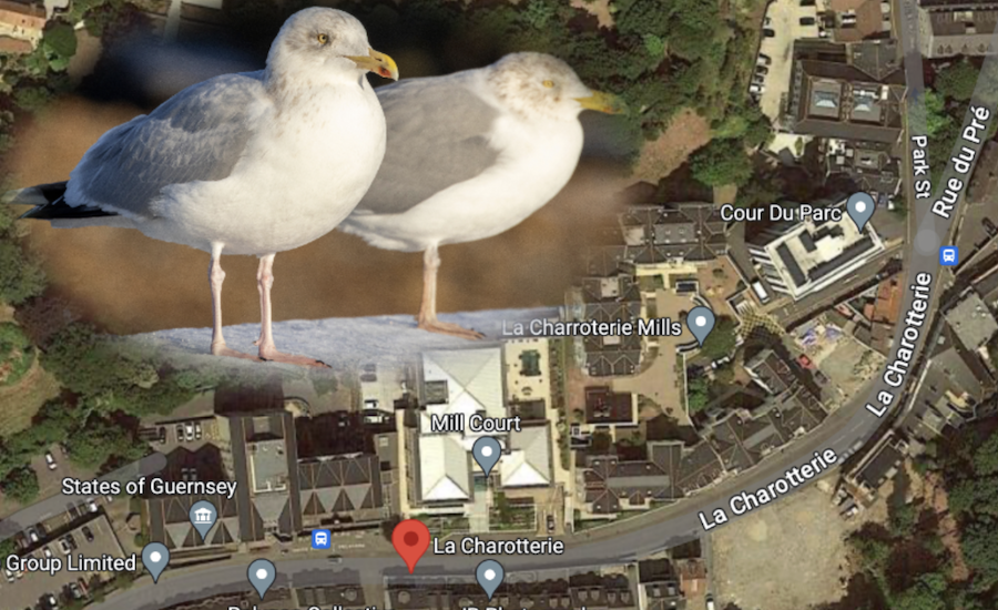 Person allegedly tried to run over seagulls 