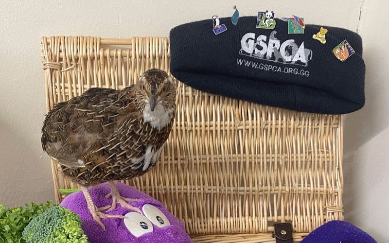 Earl the Quail finds his forever home