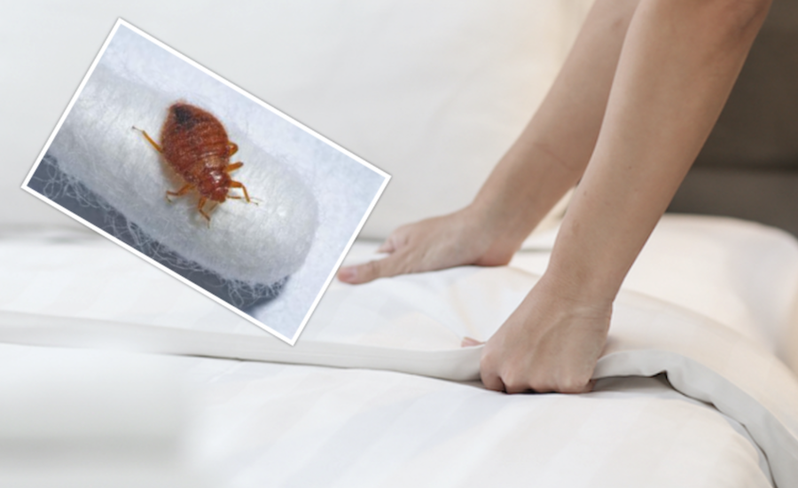 Bedbug advice amid 