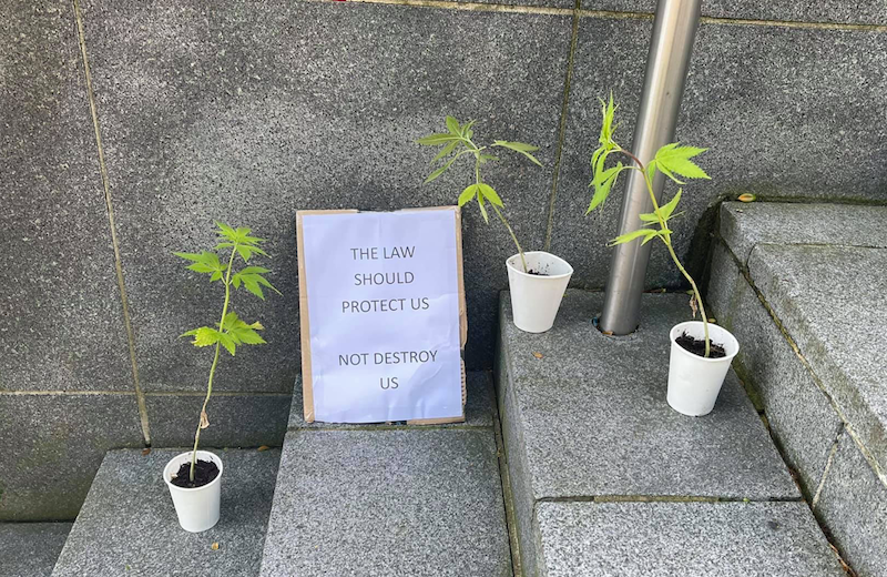 Cannabis plant protest outside Guernsey's Courts