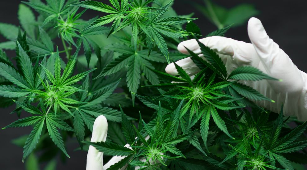 Medicinal cannabis industry brings up to £60m investment to Jersey