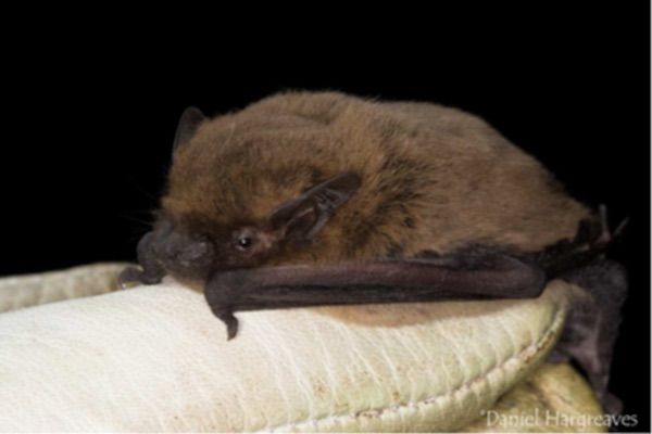 New bats found in Guernsey