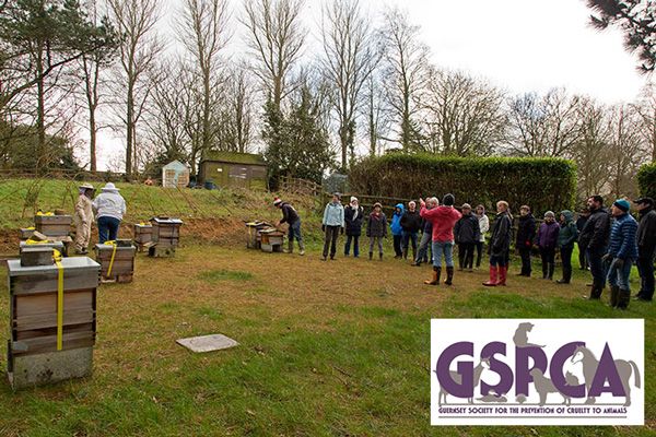 Guernsey Beekeeper Association welcomed at the GSPCA