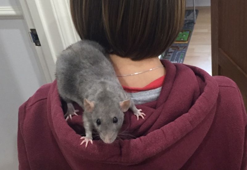 HAPPY NEWS – Tyson the rat loving his new home
