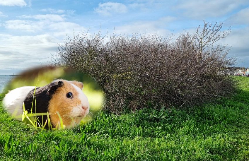 Information wanted after dead guinea pigs found in Halfway shrub
