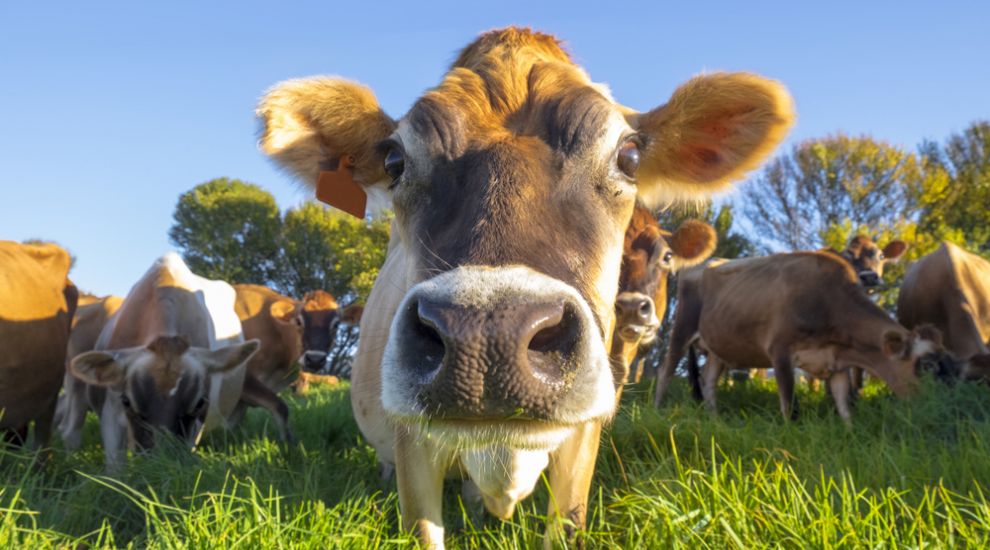 Investigation launched as more than 100 Jersey cows die
