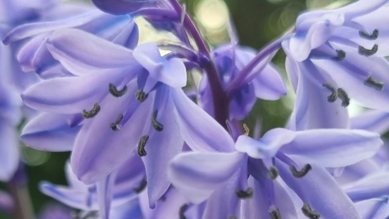 Sycamores to be removed to allow Bluebells to bloom