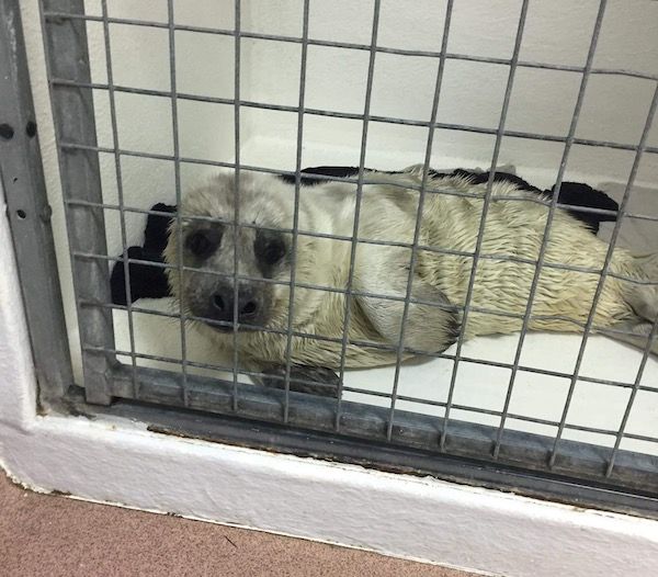 WATCH: Poorly Jersey seal pup arrives at GSPCA