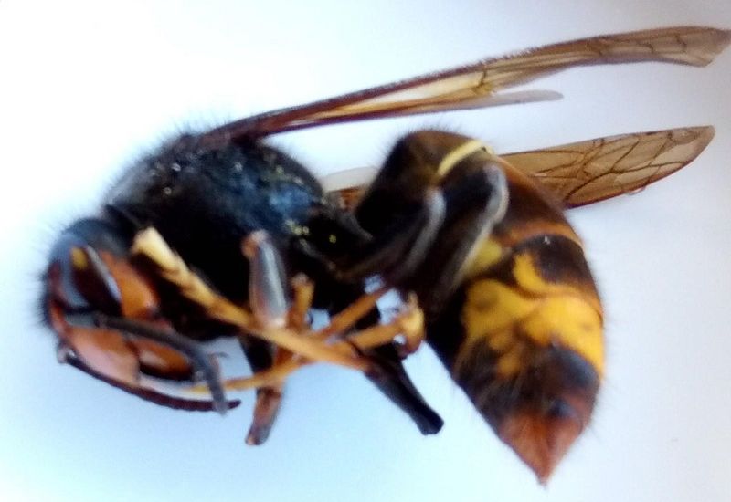 First Asian Hornet captured this year