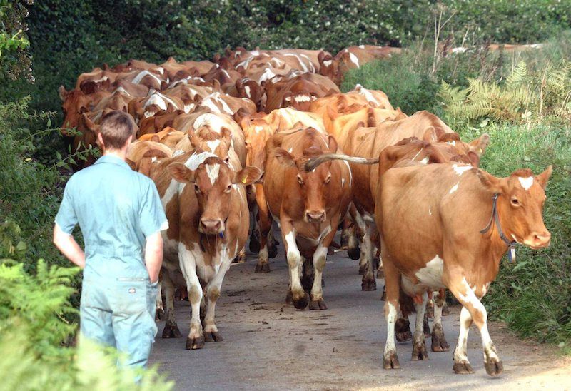 Guernsey farms receive animal welfare certification