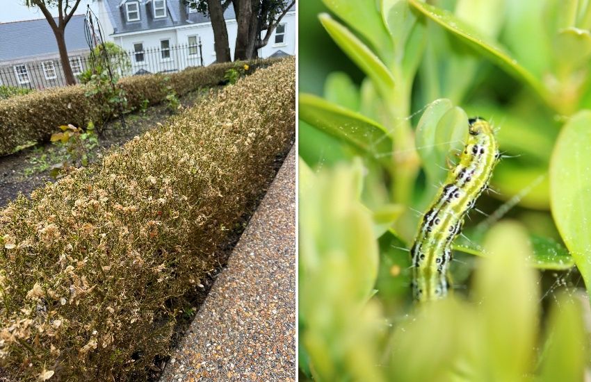 Pesticide-free guidance issued for box caterpillar invasion