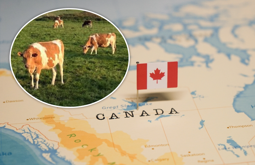 FOCUS: Canada's love for Guernsey cows