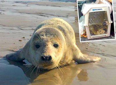 Baby seal dies after being shipped to Guernsey for emergency care