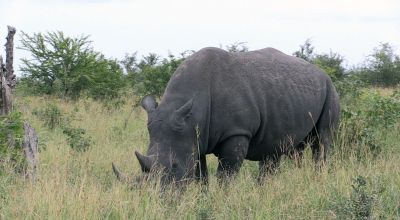 Anti-poaching technology to expand globally in bid to save wildlife