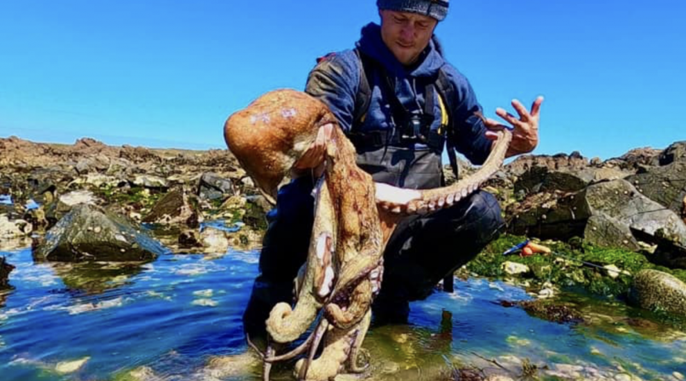Local fisherman comes across 'monster' octopus