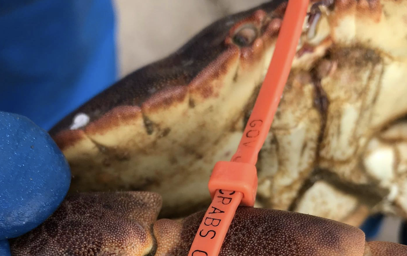 Fears that Guernsey could be losing its iconic chancre crab