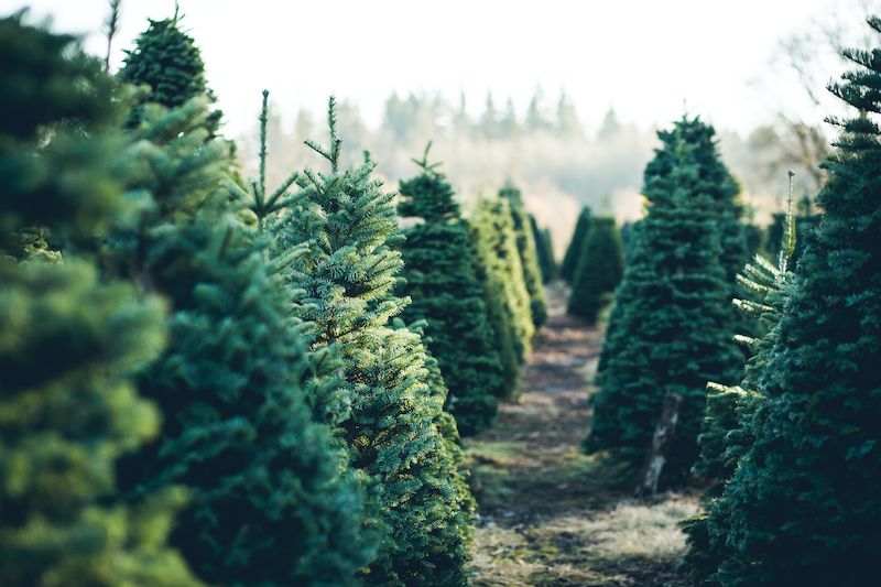 Christmas tree recycling opportunities now available