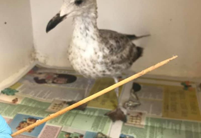 Gulls injured by local rubbish