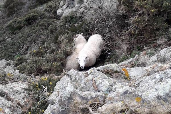 Sheep chased off cliff - CAUTION: Graphic images