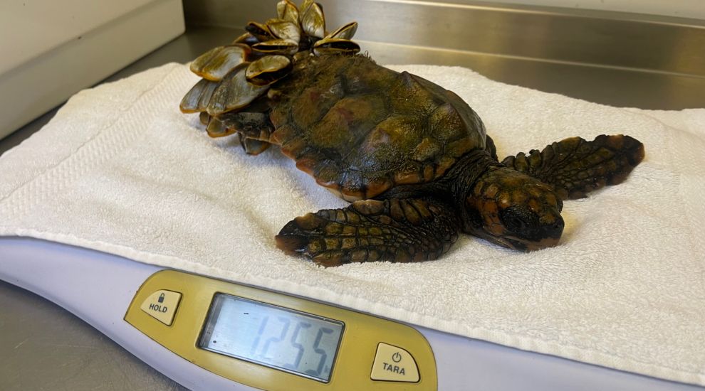 Injured sea turtle rescued by couple after storm