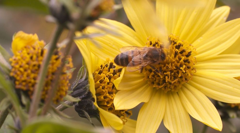 Smart hives to help researchers understand the decline of bees