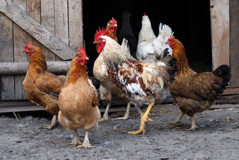 Further local measures after UK's bird flu outbreaks