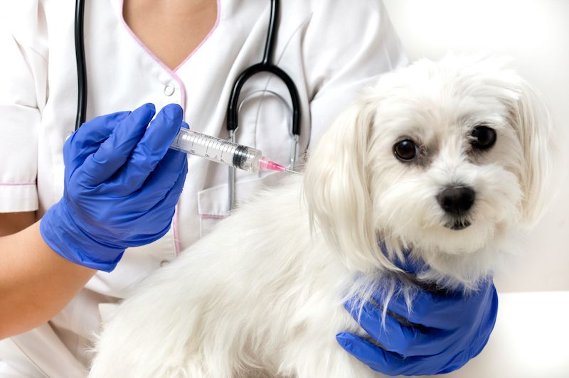 Pets could face rigorous health checks before travelling