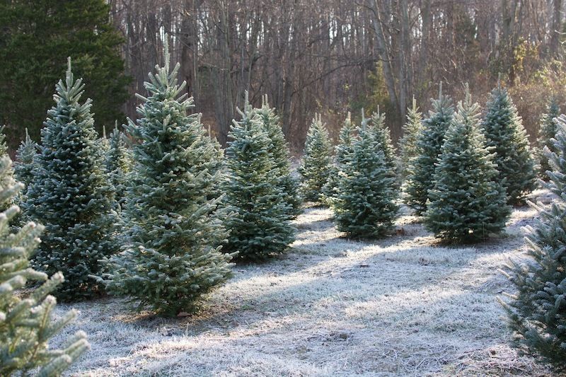 Reuse your spruce, recycle!