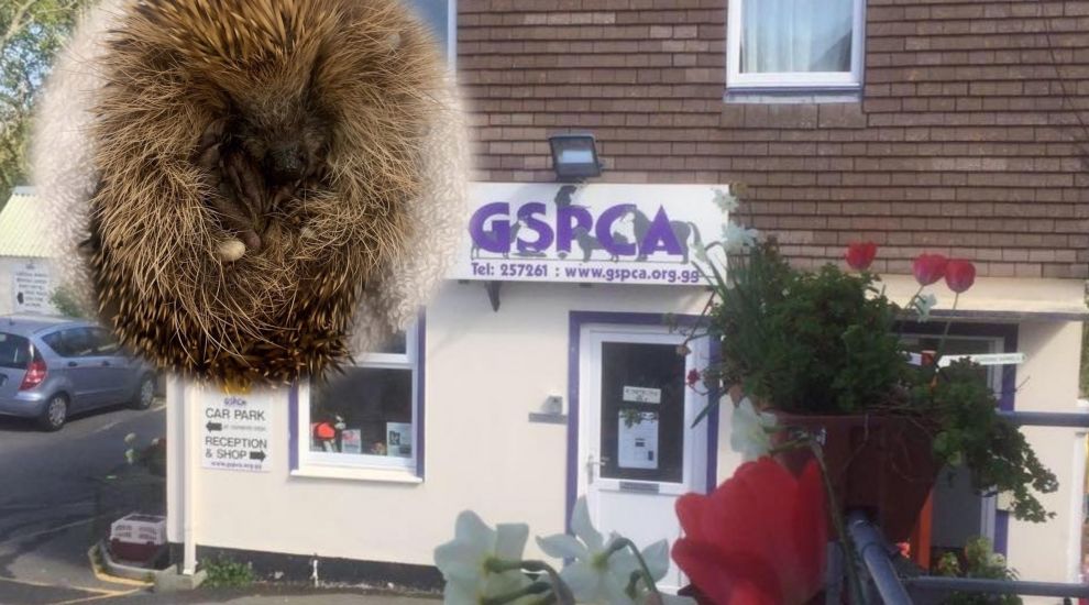 Help the GSPCA help the 'hogs'
