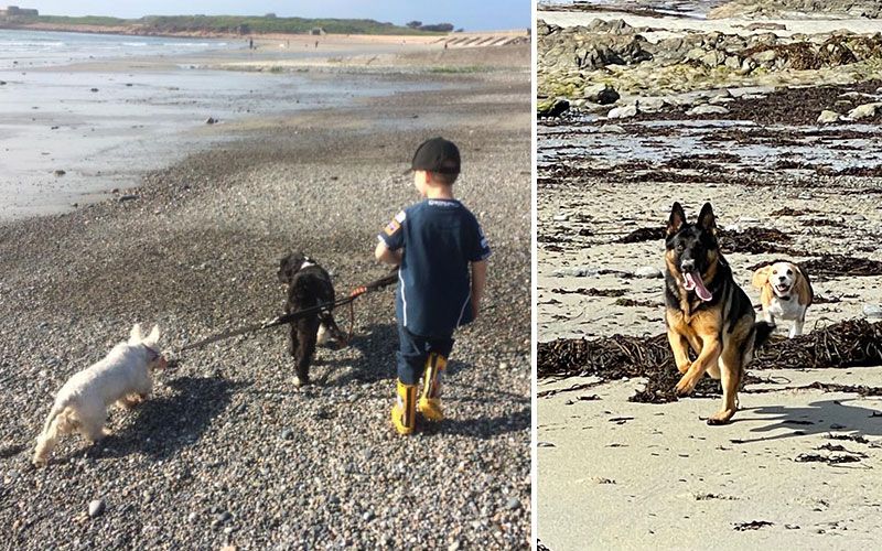 Only two days for dogs to enjoy some beaches before the Summer Restrictions