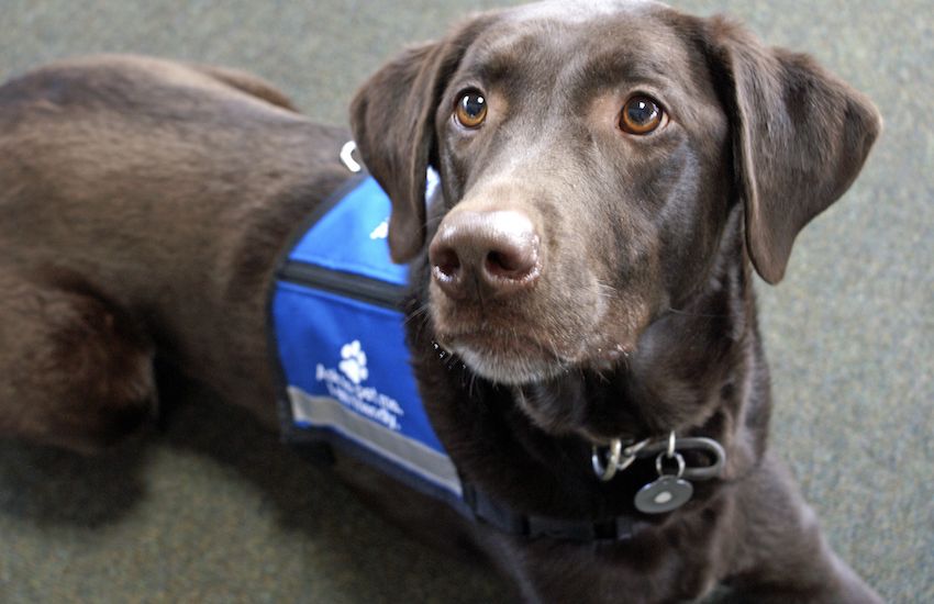Assistance dogs will need to be allowed into most premises under new regulation