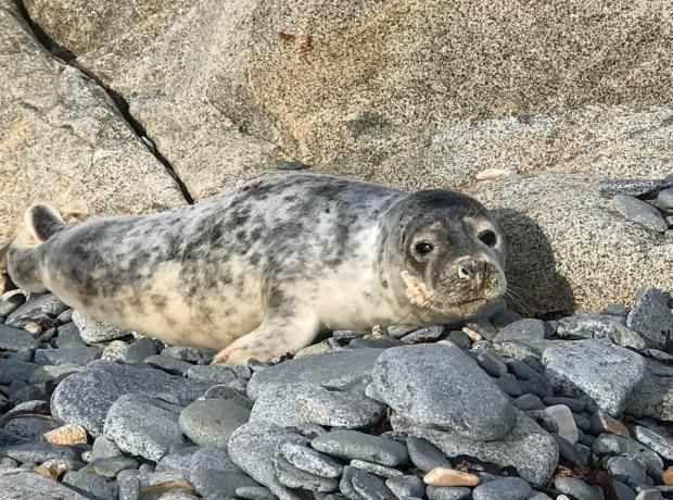 Fifth seal pup rescued by the GSPCA