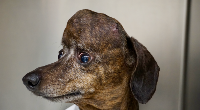 Dog receives 3D-printed titanium skull plate following cancer surgery