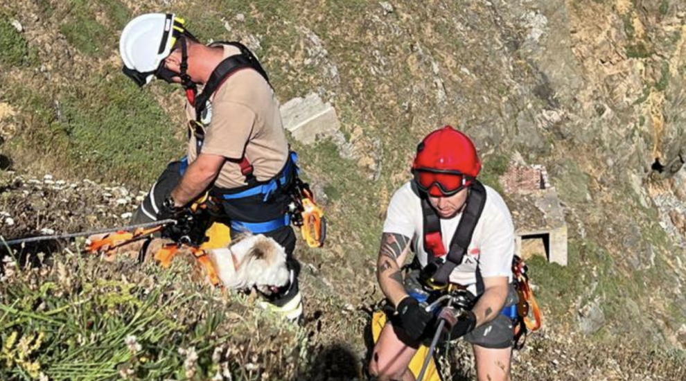 Dog saved in cliff fall drama