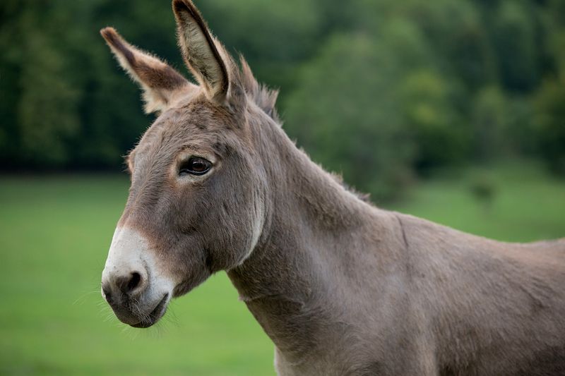 Saumarez Park gearing up for donkey takeover