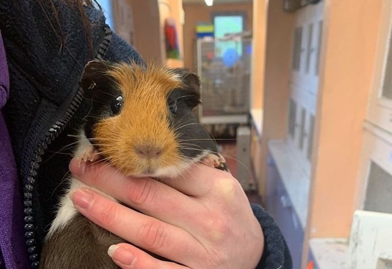 Guinea pigs dumped