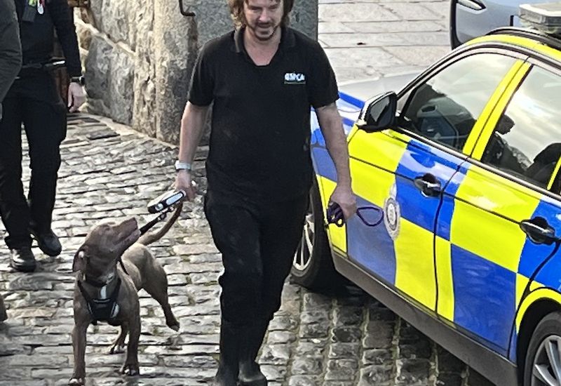 WATCH: Police cordon off Havelet Bay as GSPCA collect dog