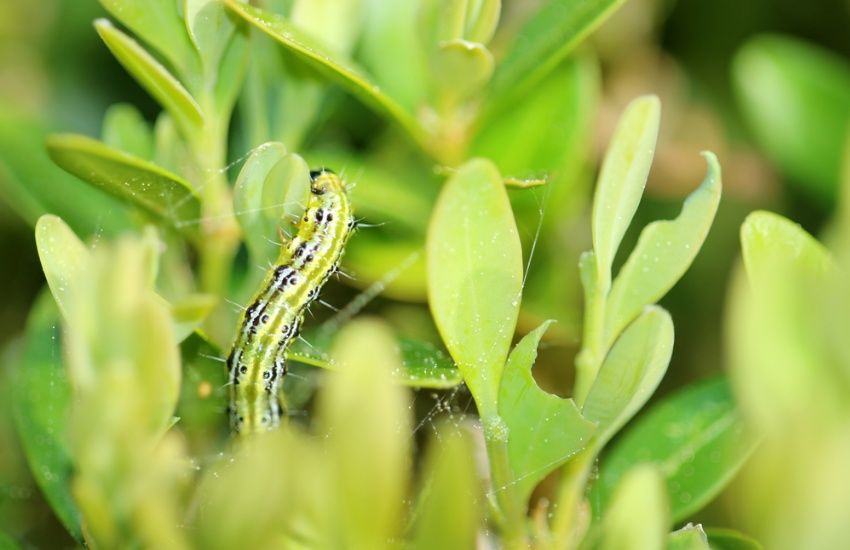 Topiary terror: Invasive caterpillars ravaging box hedging