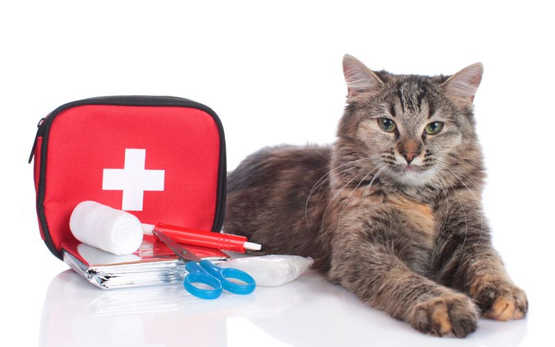 Cat First Aid Course at the GSPCA this Wednesday 30th March book your place  now | Bailiwick Express